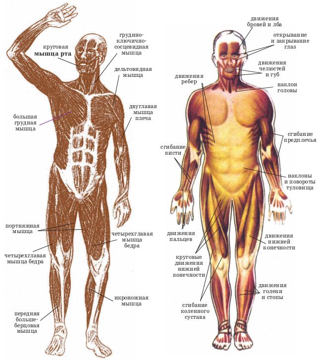 Строение скелета и мышц человека с названиями. Скелетные соматические мышцы. Скелетные мышцы человека анатомия. Схема строения скелетной мышцы человека. Назовите мышцы человека