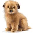 http://www.neopod.ru/images/products/large/0/hansa_terrier_puppy.jpg