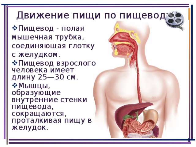 Движение пищи по пищеводу