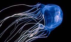 https://www.medusas.org/Imagenes/chironex-fleckeri-medusa-avispa-de-mar.jpg