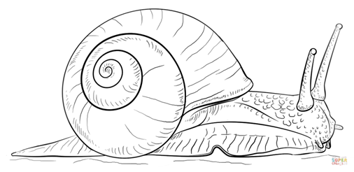 http://thetruther.us/wp-content/uploads/2019/02/snail-coloring-page-land-snail-coloring-page-free-printable-coloring-pages-draw-1024x497.png