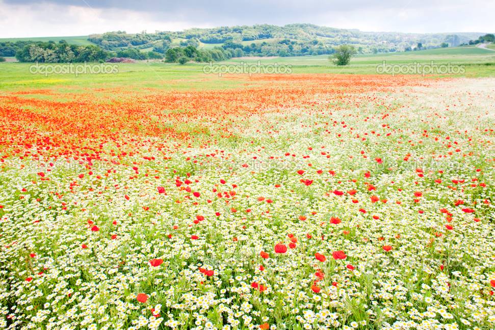 http://static4.depositphotos.com/1009043/282/i/950/depositphotos_2821192-Summer-meadow.jpg
