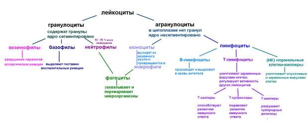 Обозначьте на рисунке виды лейкоцитов дайте их характеристику