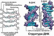 Структура ДНК