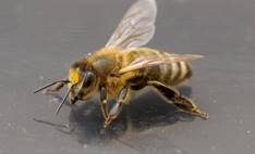 Пчела это насекомое или животное (просто о сложном) | Блог пчеловода |  Яндекс Дзен