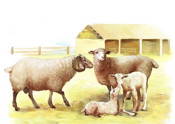 4 домашние животные (700x495, 102Kb)