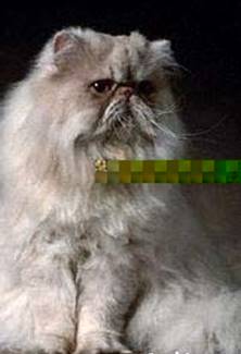 Персидская кошка