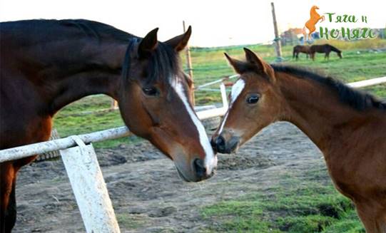 Обоняние лошади — Тяга к коняге