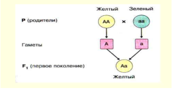 Сколько поколений газа