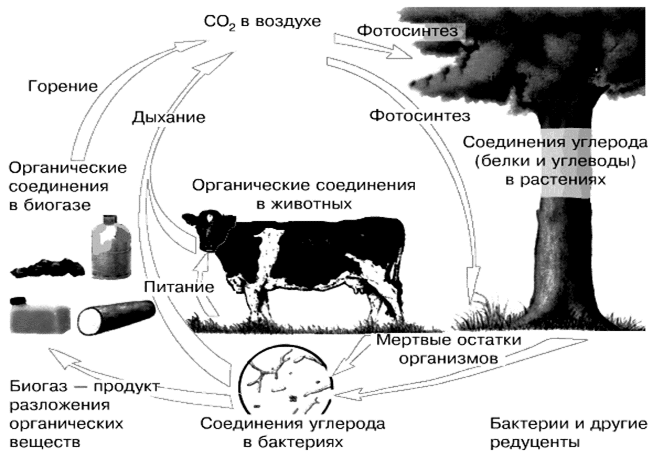 Рисунок круговорота