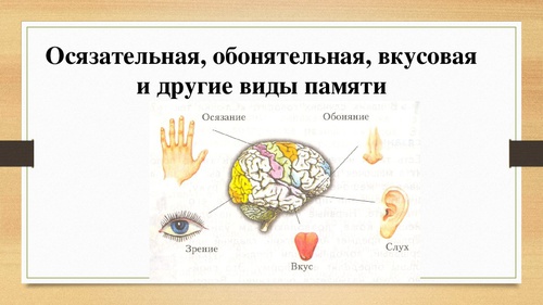 Проект на тему память человека