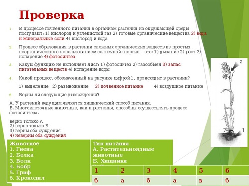 презентация по биологии "Питание растений и животных" (6