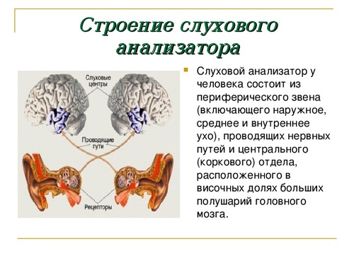 Влияние наушников на слух человека презентация