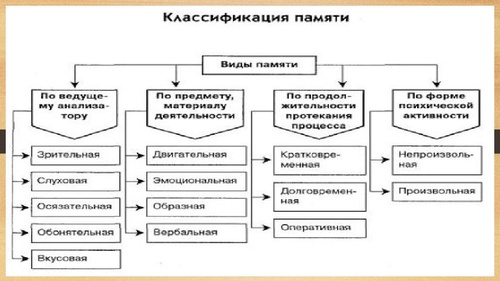 Память проект по биологии