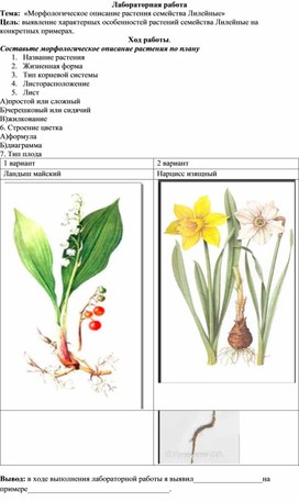 Лабораторная работа "Морфологическое описание растения семейства Лилейные"
