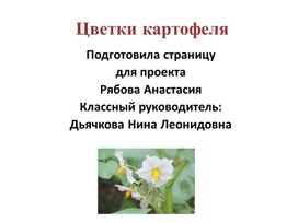 Цветки картофеля