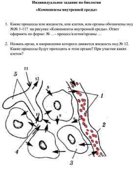 Индивидуальные задания (работа с рисунком) по теме "Компоненты внутренней среды организма"