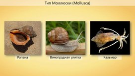 Обложка для материала ВСе о типе моллюськов