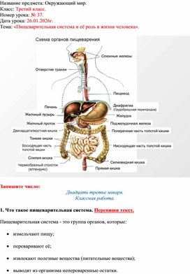 Обложка для материала «Пищеварительная система и её роль в жизни человека».