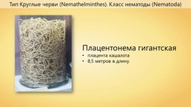 Обложка для материала Все о круглых червях