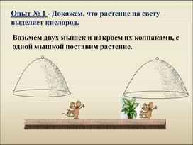 Обложка для материала Опыт с растениями