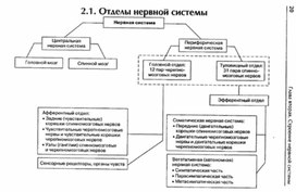 Обложка для материала материал по психофизиологии