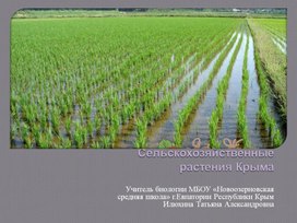 Презентация Сельскохозяйственные растения Крыма