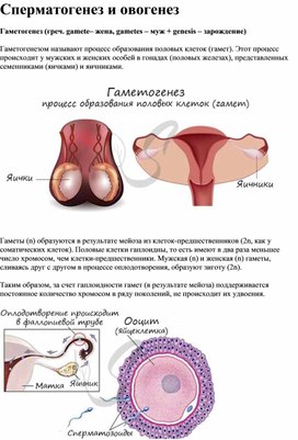 Сперматогенез и овогенез