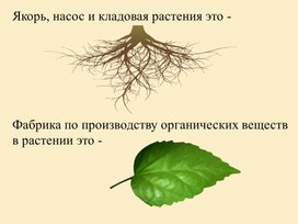 Презентация "Лист, внешнее и внутреннее строение" 6 класс