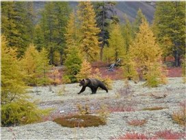 Обложка для материала Презентация внеклассного мероприятия "Береги природу"