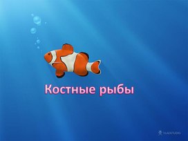 Презентация по биологии на тему: "Костные рыбы"
