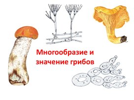 Презентация по биологии 5 класс на тему "Многообразие грибов"