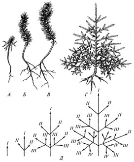 Тест побег биология 6. Симподиальное ветвление сосны. Папоротник ветвление побега. Дихотомическое ветвление можжевельник. Ветвление пихты.