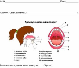 Лабораторная работа "Вкусовые зоны языка"