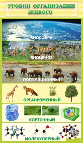 Обложка для материала уровни организации живого