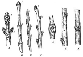 Рисунок расположения почек. Расположение почек на побеге тополя. Строение побега тополя. Мутовчатые почки. Мутовчатое расположение почек.
