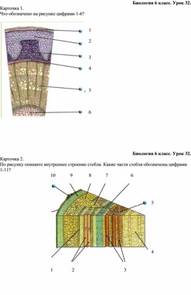 Карточки стебель и его строение