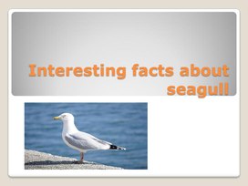 Обложка для материала Презентация по теме "Факты о чайке"