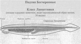 Материал к урокам  биологии