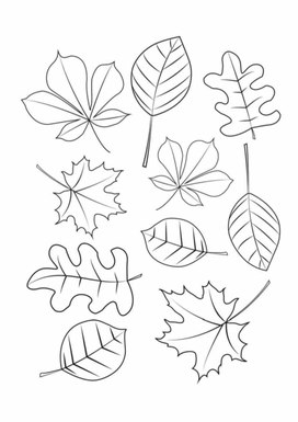 Обложка для материала Сборник раскрасок "Осенние листья"