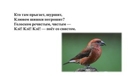Обложка для материала Презентация. Тексты для списывания на уроках русского языка