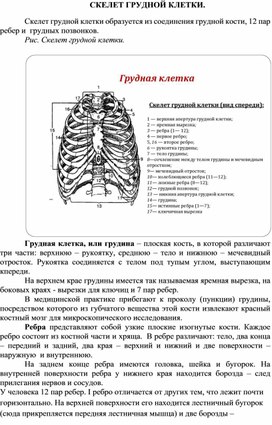 Обложка для материала развитие скелета