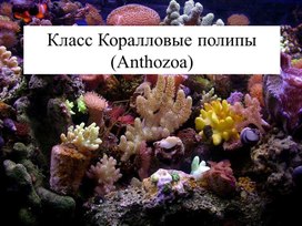 Класс Коралловые полипы (Anthozoa)
