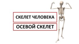 Биология: презентация 8 класс "Осевой скелет человека"