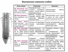 Обложка для материала Биология в таблицах