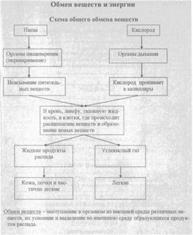 Материал к урокам  биологии