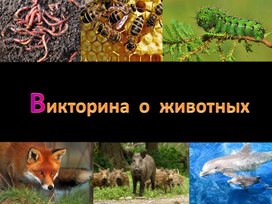 Обложка для материала Презентация: "Викторина о животных"