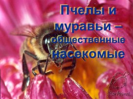 Обложка для материала О  пчелах и муравьях
