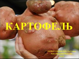 Презентация "Картофель" (В рамках проекта "Урожай картошки вырос на окошке")