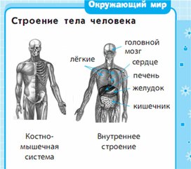 Обложка для материала Окружающий мир для 1-4 классов_схема9